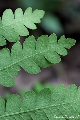 Veining on underside of pinnae